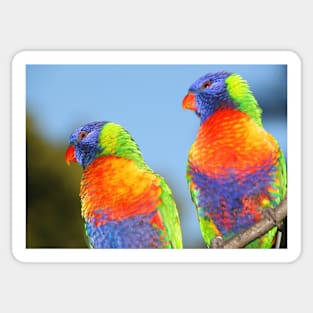 Pair of Rainbow Lorikeets Sticker